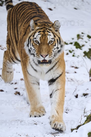 Siberian tiger (Panthera tigris altaica) walking in the snow in winter, captive, Germany