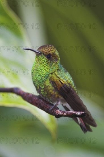 Coppery-headed Emerald (Elvira cupreiceps), Costa Rica