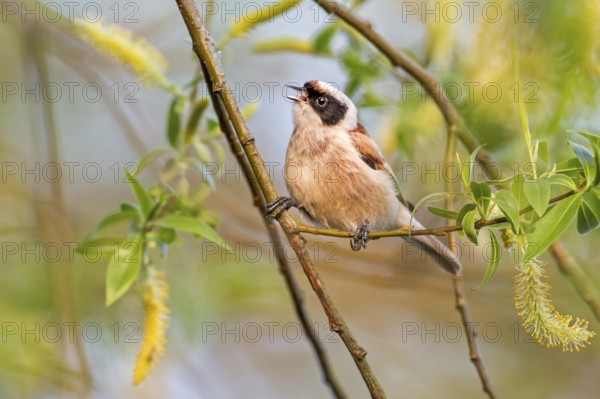 Eurasian Penduline Tit (Remiz pendulinus) male singing, Saxony-Anhalt, Germany