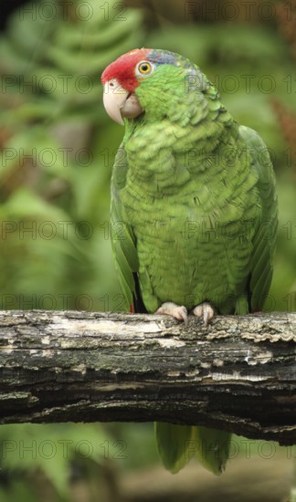 Red-crowned amazon (Amazona viridigenalis), parrot, Amazon, green, captive