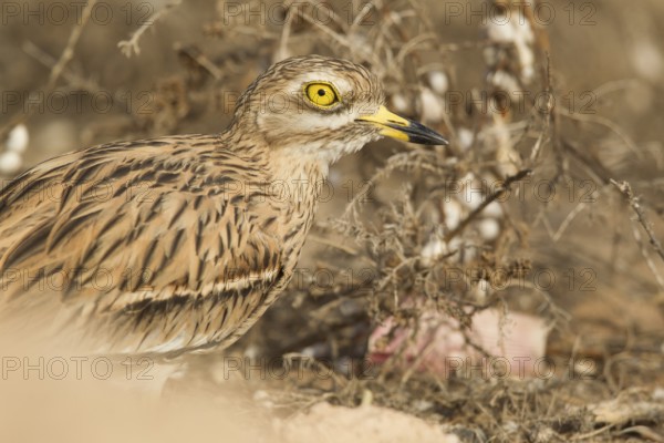 Eurasian Stone-curlew (Burhinus oedicnemus), Morocco