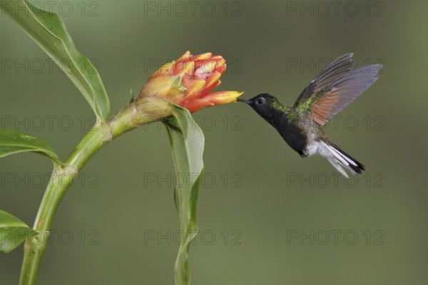 Black-bellied Hummingbird (Eupherusa nigriventris), Costa Rica