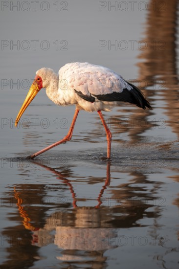Glutton (Mycteria ibis) foraging in the water, in the morning light, with reflection, Sunset Dam, Southern Kruger National Park, Kruger National Park, South Africa