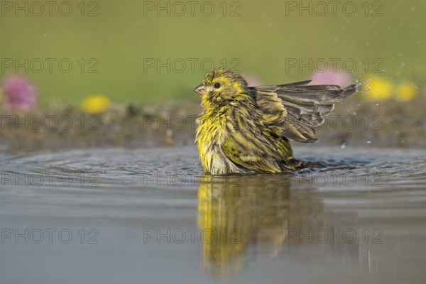 European Serin (Serinus serinus) bathing at a waterhole, Aosta Valley, Italy