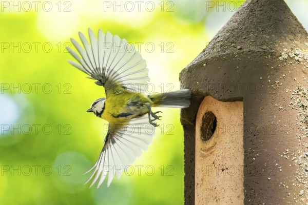 Eurasian blue tit (Cyanistes caeruleus) flying away from a bird house, Bavaria, Germany