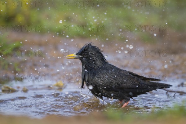 Spotless Starling - Einfarbstar - Sturnus unicolor, Morocco, adult