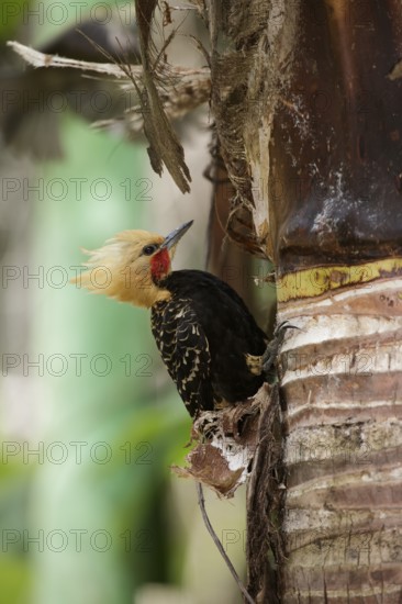 Blond-crested Woodpecker (Celeus flavescens) male, Atlantic rainforest, Brazil