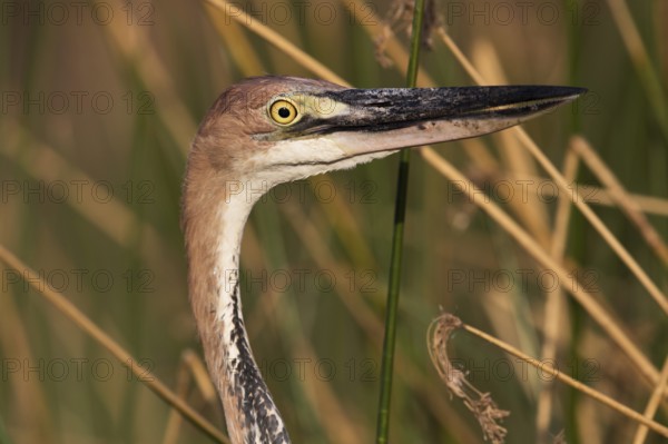 Goliath Heron (Ardea goliath), Nechisar National Park, Ethiopia