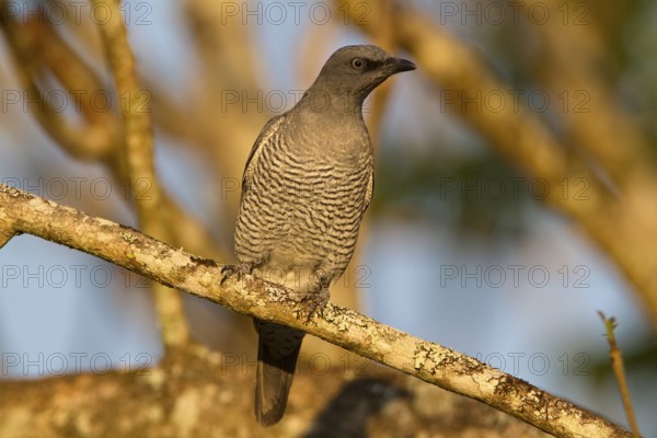 Barred Cuckooshrike (Coracina lineata) juvenile, Queensland, Australia
