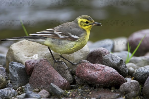 Citrine Wagtail (Motacilla citreola), Lesvos, Greece
