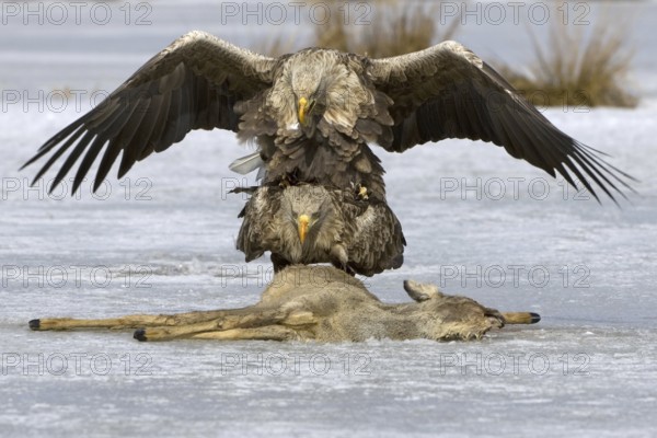 White-tailed Eagle (Haliaeetus albicilla) pair mating, Mecklenburg-Western Pomerania, Germany