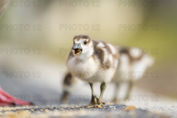 Egyptian goose (Alopochen aegyptiaca) cute chicks on a meadow at the shore of a lake, Bavaria, Germany