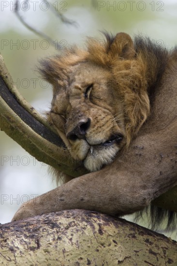 African Lion (Panthera leo) male sleeping in tree, Lake Nakuru, Kenya
