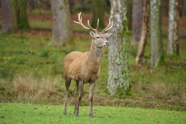 A stag stands at attention in the forest, surrounded by trees and meadow, red deer (Cervus elaphus), Hesse, Germany