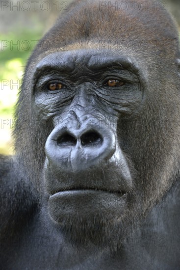 Western Lowland Gorilla (Gorilla gorilla gorilla), animal portrait, male, Silverback, captive, South-West Region, Cameroon