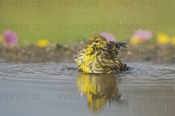 European Serin (Serinus serinus) bathing at a waterhole, Aosta Valley, Italy