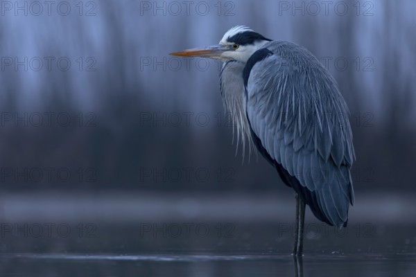 Grey Heron (Ardea cinerea), Hungary