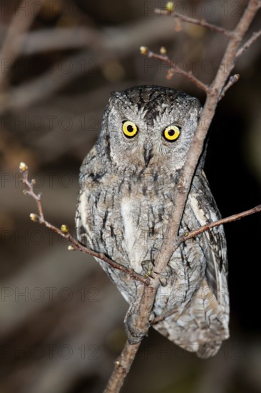 Eurasian Scops Owl (Otus scops), Mallorca, Spain