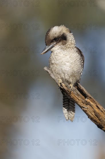Laughing Kookaburra (Dacelo novaeguineae) perched on a branch, Australian Capital Territory, Australia