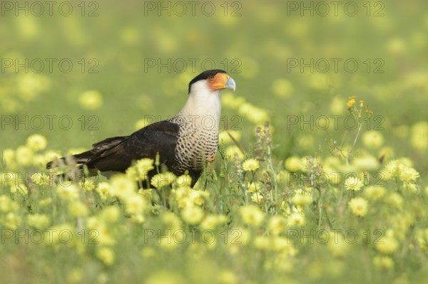 Northern Crested Caracara (Caracara cheriway) perched on flowering meadow, Texas, USA