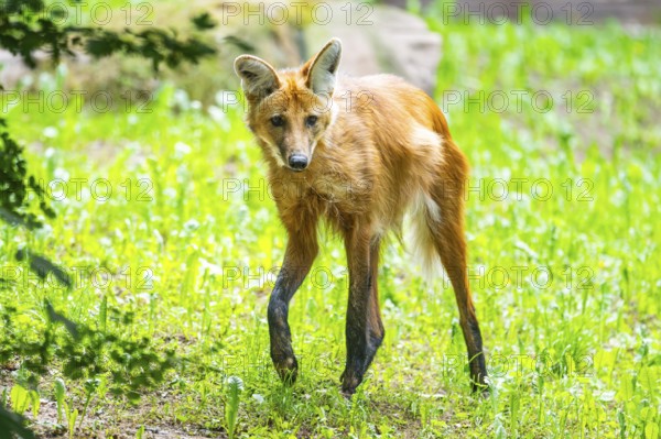 Maned wolf (Chrysocyon brachyurus) walking around, Germany