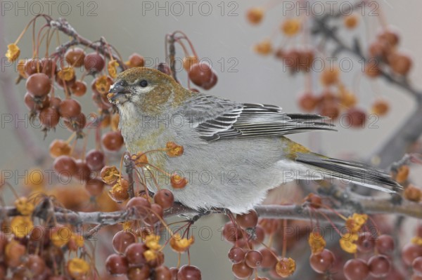 Pine Grosbeak (Pinicola enucleator) female, Ontario, Canada