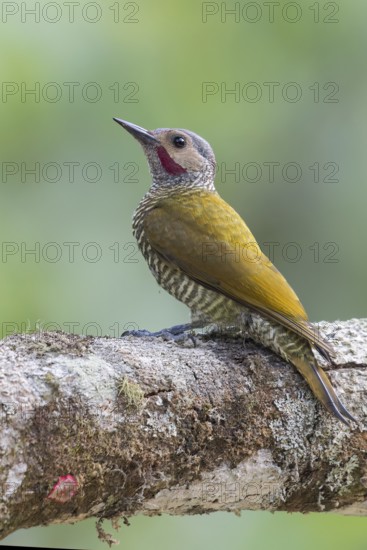 Grey-crowned Woodpecker (Colaptes auricularis) perched on a branch in Oaxaca, Mexico