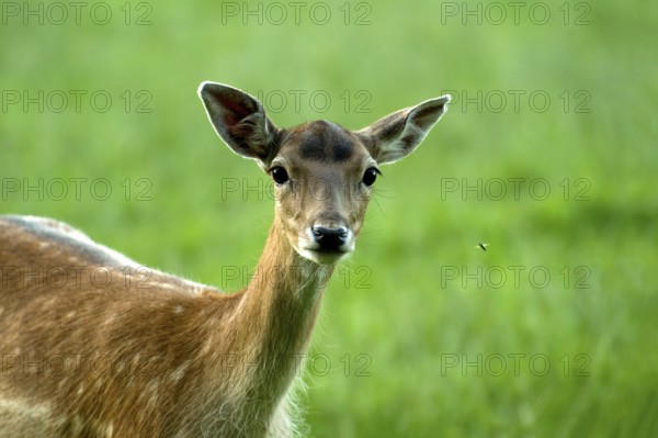 Fallow deer (Dama dama), female fallow deer, animal portrait in a meadow with a gadfly (Tabanidae), Breme, cattle fly, Poing Wildlife Park, Upper Bavaria, Bavaria, Germany