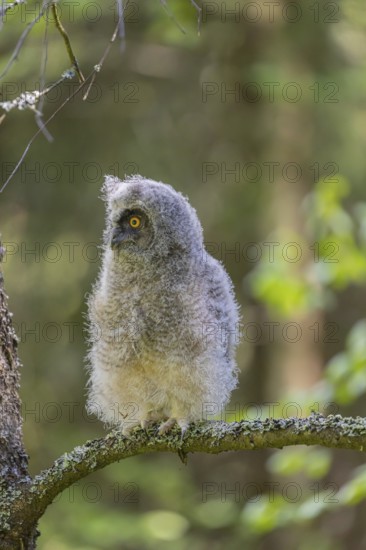 One young long-eared owl (Asio otus), sitting on a branch of a tree. Green vegetation in the background