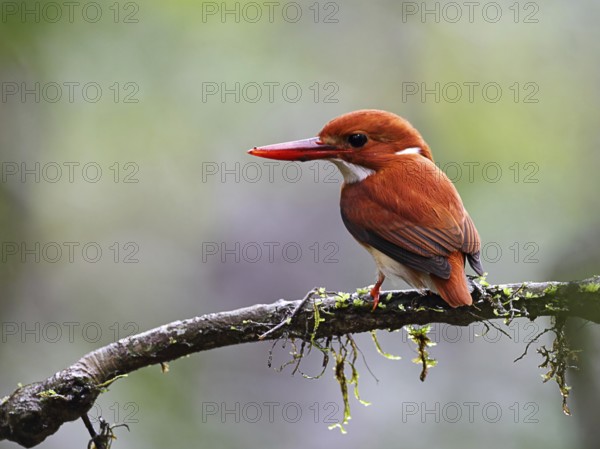Madagascan Pygmy Kingfisher (Corythornis madagascariensis), Isalo, Madagascar