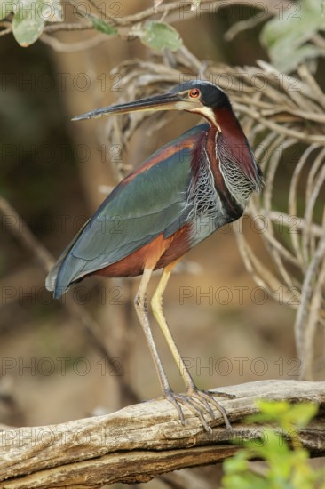 Agami Heron (Agamia agami) perched on a branch in the grasslands of Guyana