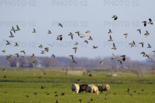 European Golden Plover (Pluvialis apricaria) flock flying, Netherlands