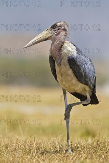 Marabou Stork (Leptoptilos crumenifer), Masai Mara, Kenya