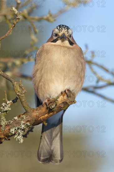 A jay (Garrulus glandarius), sitting on a branch against a blue sky, Odenwald, Hesse, Germany