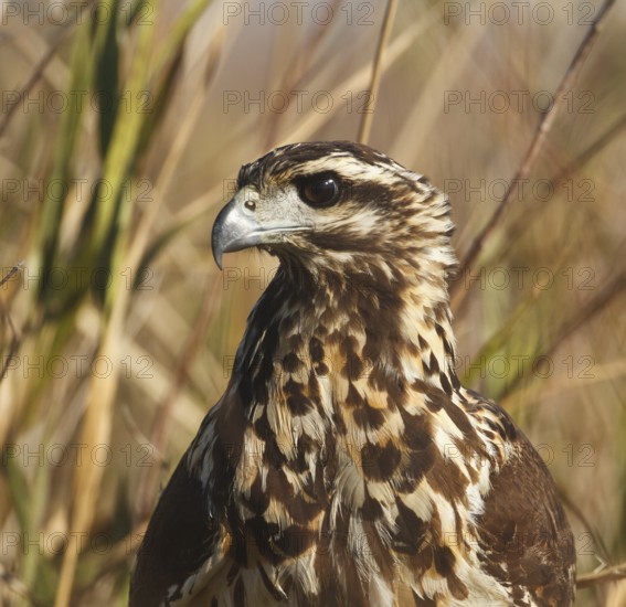 Great Black Hawk (Buteogallus urubitinga) juvenile, Corrientes, Argentina
