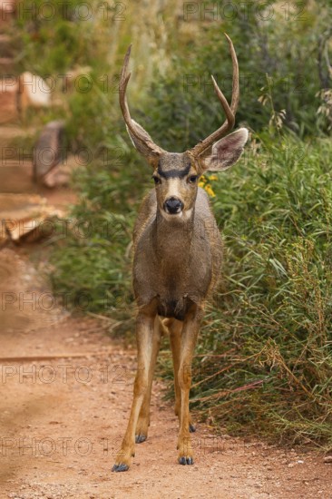 A mule deer confidently walks down a trail surrounded by vibrant greenery, capturing the essence of Colorado's wildlife and natural beauty