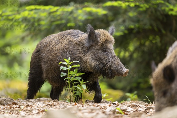 Wild boar (Sus scrofa) walking in a forest, Bavaria, Germany