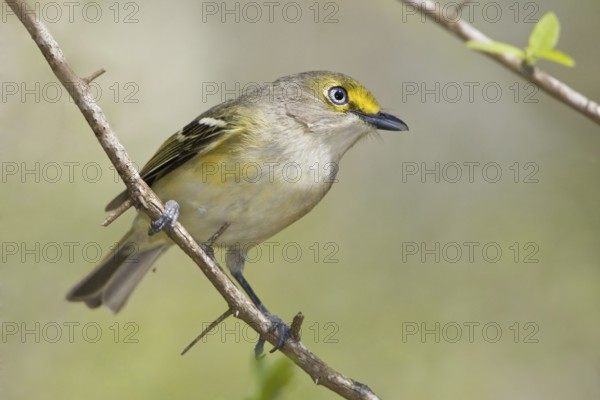 White-eyed Vireo (Vireo griseus), Texas, USA