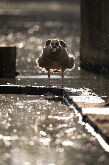 Nile goose (Alopochen aegyptiaca) after bathing, shaking, many water drops, backlight, bokeh, frontal view, Ümminger See, Bochum, North Rhine-Westphalia, Germany
