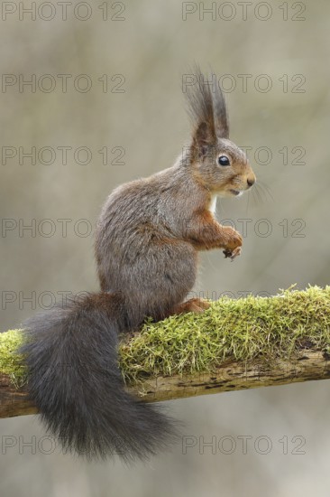 Eurasian red squirrel (Sciurus vulgaris), sitting on dead wood covered with moss, Wilden, North Rhine-Westphalia, Germany
