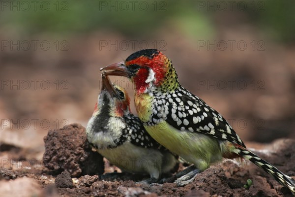 Red-and-yellow Barbet (Trachyphonus erythrocephalus) feeding young, Lake Manyara, Tanzania