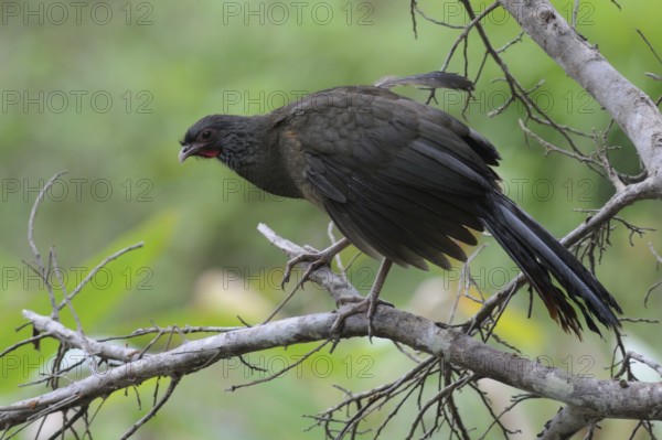 Chaco Chachalaca (Ortalis canicollis pantanalensis), Pantanal, Brazil