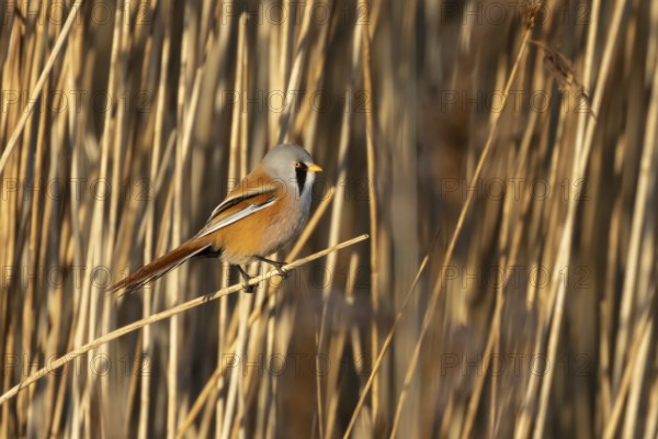 Bearded tit or reedling (Panurus biarmicus) adult male bird on the edge of a reedbed, RSPB Titchwell nature reserve, Norfolk, England, United Kingdom