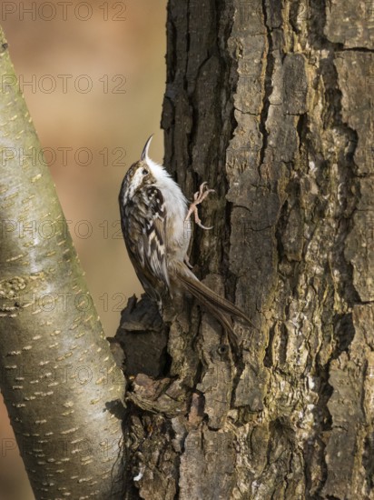 Tree Creeper (Certhia familiaris), on a tree stem, searching for insects, Hesse, Germany