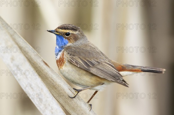 Bluethroat (Luscinia svecica cyanecula) male perched on reed, Netherlands