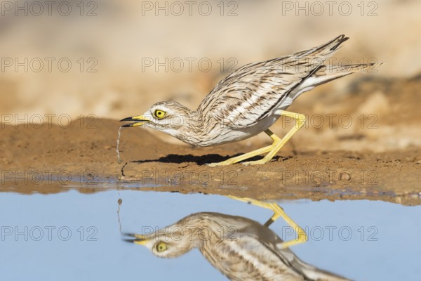 Eurasian Stone-curlew (Burhinus oedicnemus) drinking, Negev, Israel