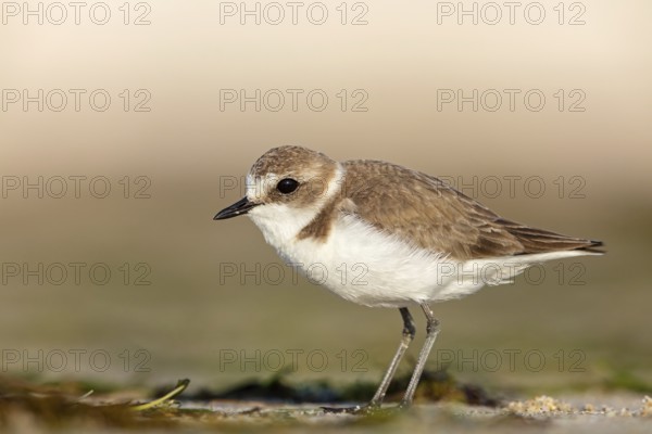 Animals, birds, plover, Kentish plover, (Charadrius alexandrinus), biotope, habitat, foraging, Barr Al Hikman, Shannah, Ash Sharqiyah South, Oman