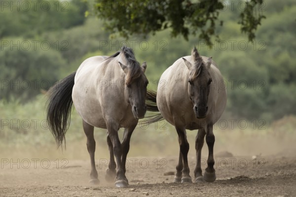 Konik pony (Equus ferus caballus) two adult horse animals on a dirt path, England, United Kingdom