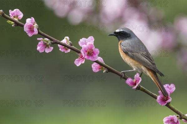 Common Redstart (Phoenicurus phoenicurus) male perched on a flowering twig, Poland