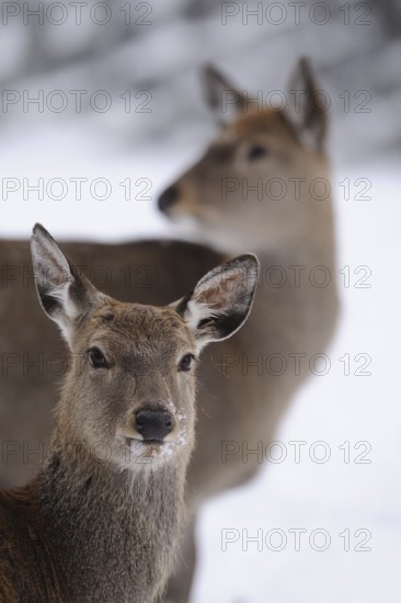 Two deer in the snow, looking attentively at the viewer in a winter landscape, sika deer (Cervus nippon), captive, Bavaria